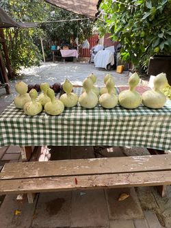 Guajes bottle gourds