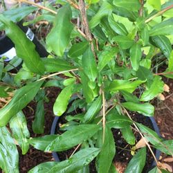 Pomegranate Bush