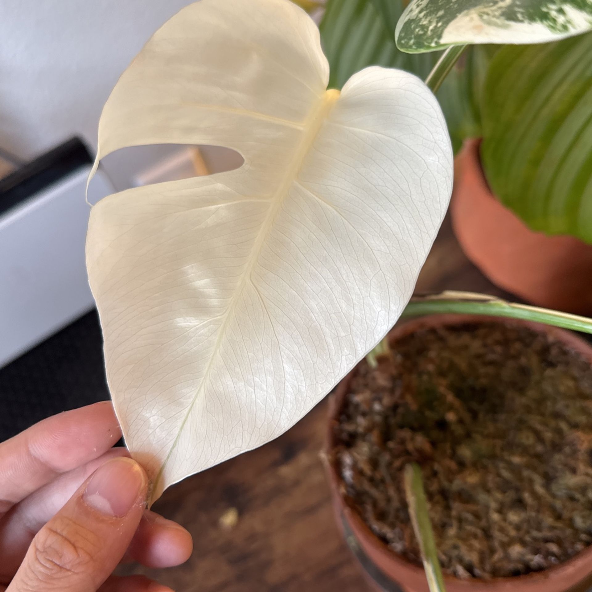 Half Moon Monstera Albo (2 years Rooted)