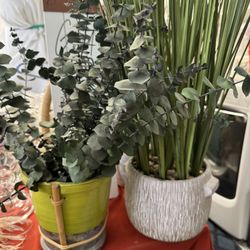 Decorative Plants