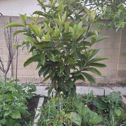 Free Loquat Seedlings.