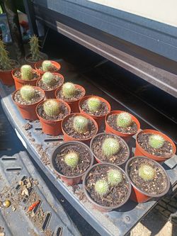 Little cactus 2"pot
