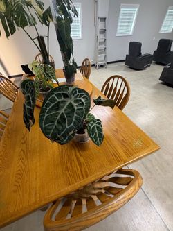 Anthurium Michelle