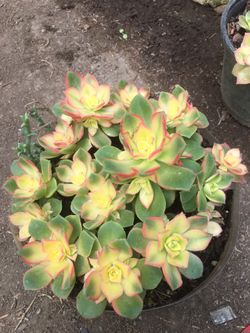 Garden plants