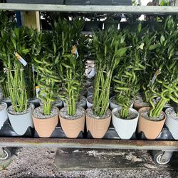 Lucky Bamboo In Ceramic Pot. SPECIAL PRICE 🤩