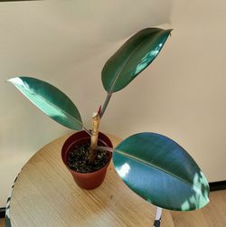 Ficus elastica 'Burgundy' Dark Green Rubber Plant