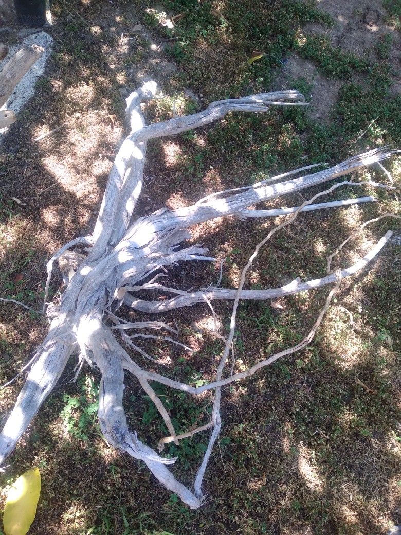 Natural Driftwood For Aquariums Terrariums And More