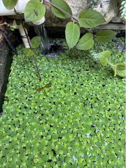Frogbit for fish pond