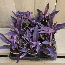 Purple Hearts  Can Be used As Groundcover Fullsun Or Partial