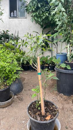Black cobra pepper plant