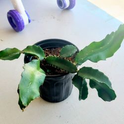 Dragon Fruit Plant 