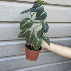 4” Philodendron Melano