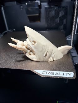 Shark Attack