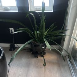 Snake Plant