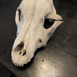 Deer Skull 