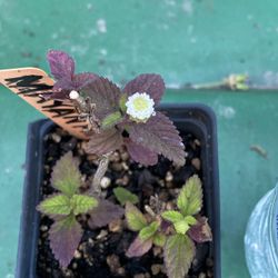 Mayan Mint Plant - Aztec Sweet Herb - Azucar de los Aztecas - Hierba planta menta