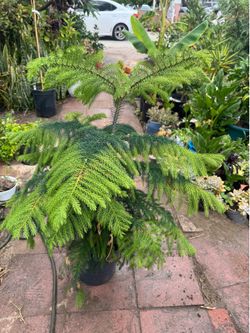 Norfolk pine almost 4ft