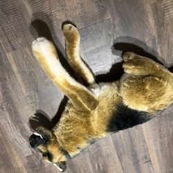 Full Size Dog Plushy