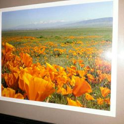 Photograph Of Beautiful California Poppies