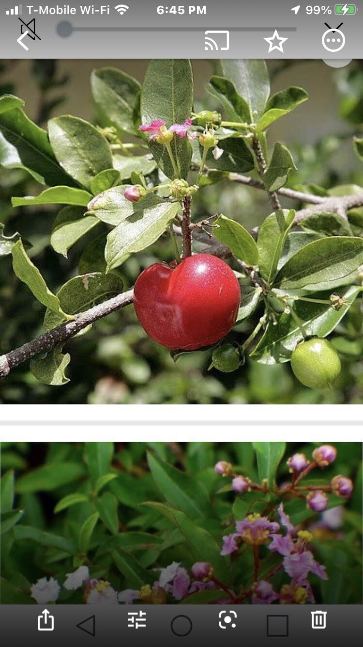 Sweet Southern Cherry Fully Grown Starter Plant In 1 Gallon Pot