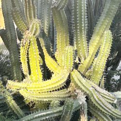 $10 EACH CACTUS ARMS 47TH AVE. AND DOBBINS IN LAVEEN