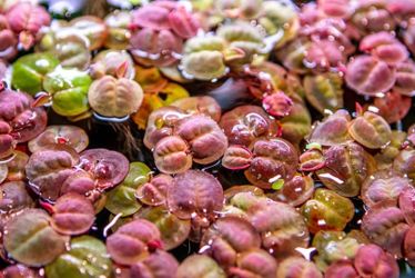 Red Root floaters
