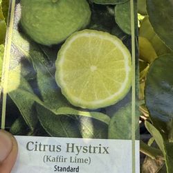 Kaffir Lime Tree