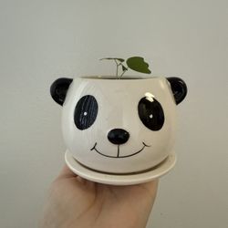 Butterfly Vine Plant (Passiflora Colinvauxii)