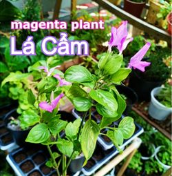 Lá Cẩm / Magenta Leaf Plant - $5 Each
