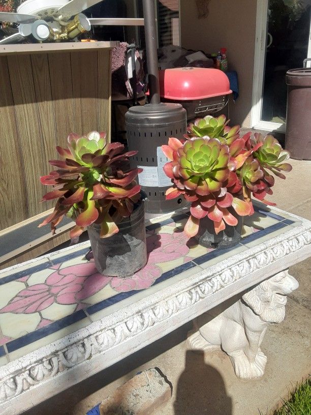 Succulents