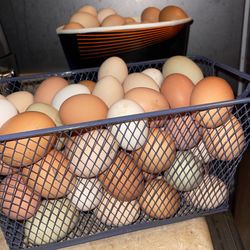 Egggsss