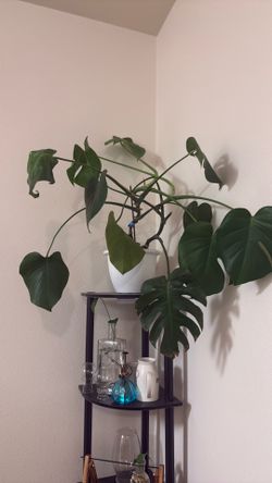 Monstera