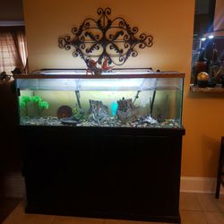 For Sale Fish Tank Everything  