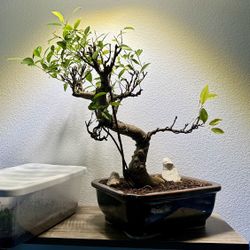 Ficus Tiger Bark Bonsai