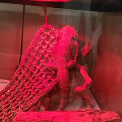 Bearded Dragon With Aquarium