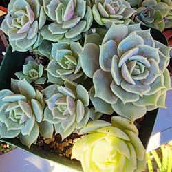 Echeveria Lola Cluster Pick up In Upland  Succulents Plants 
