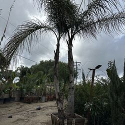 Triple queen palm tree 36”box