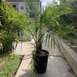 Pygmy Date Palm 