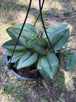 Moonlight Scindapsus plant