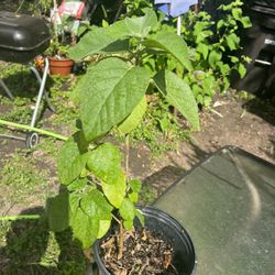 Mexican Olive Tree 