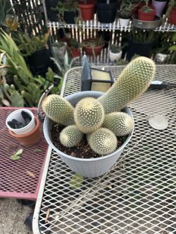 Cactus 🌵