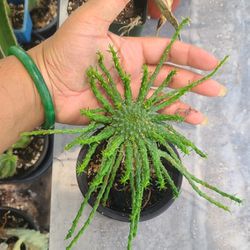 Euphorbia Medusa 
