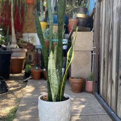 Indoor Mother-in-Law Or Snake Plant