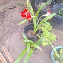 Plantas