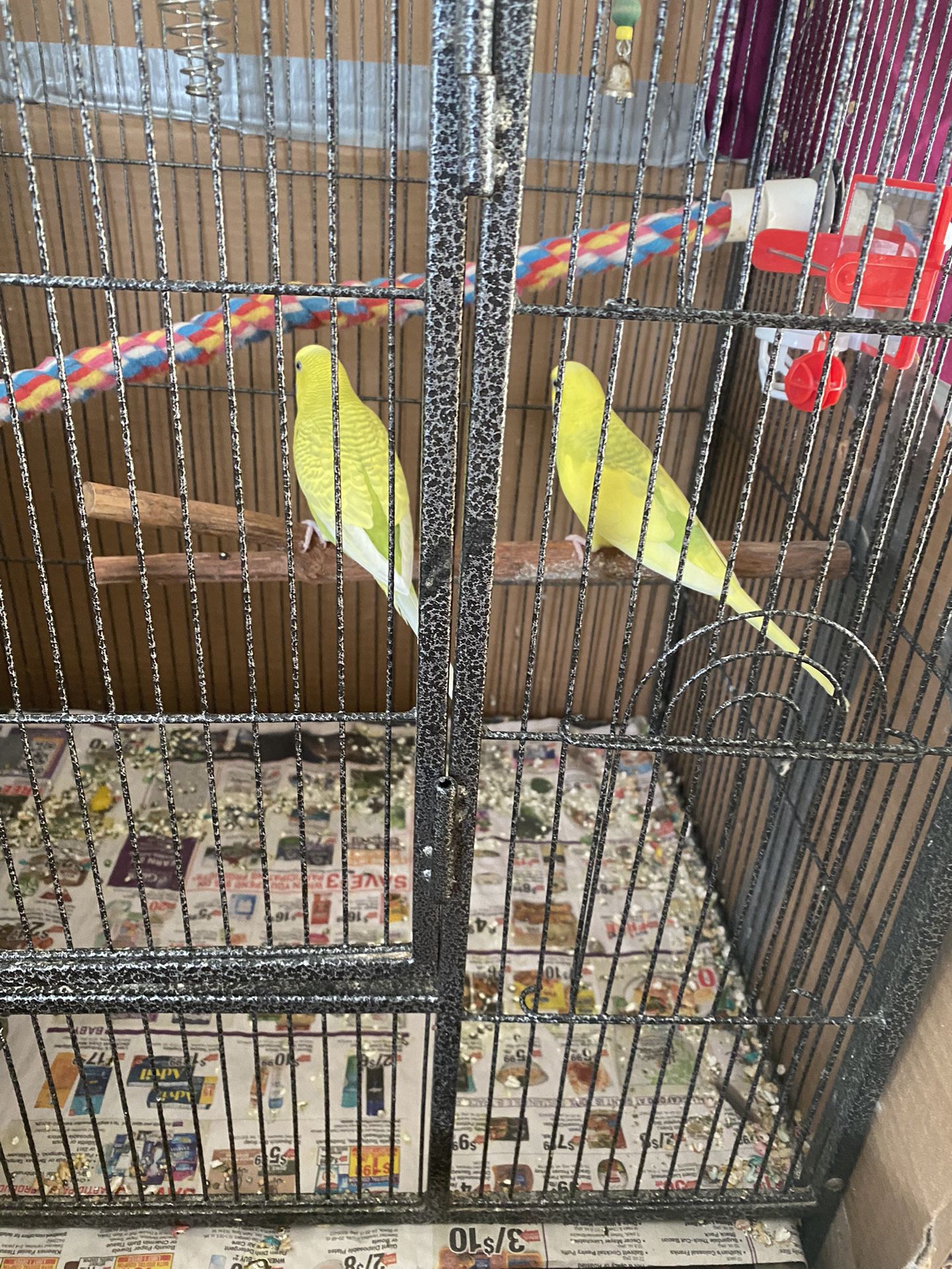 Small Bird Cage 