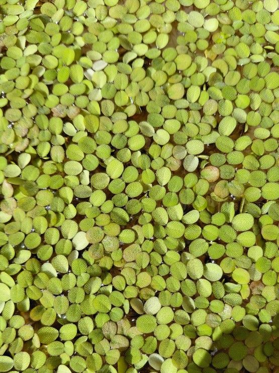 Salvinia minima
Fish Tank 
Floating Plants
