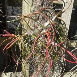 Plant Tillandsia bulboua. 