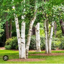 White Birt Tree 30gallons 11ft Tall 