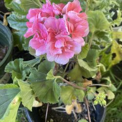 Geranium Plant 