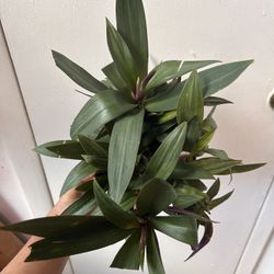 Tradescantia Spathacea, Read Description ⤵️